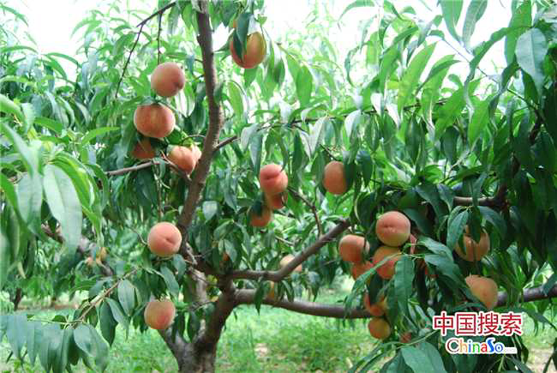 探索特色水果基地——品尝大自然的馈赠